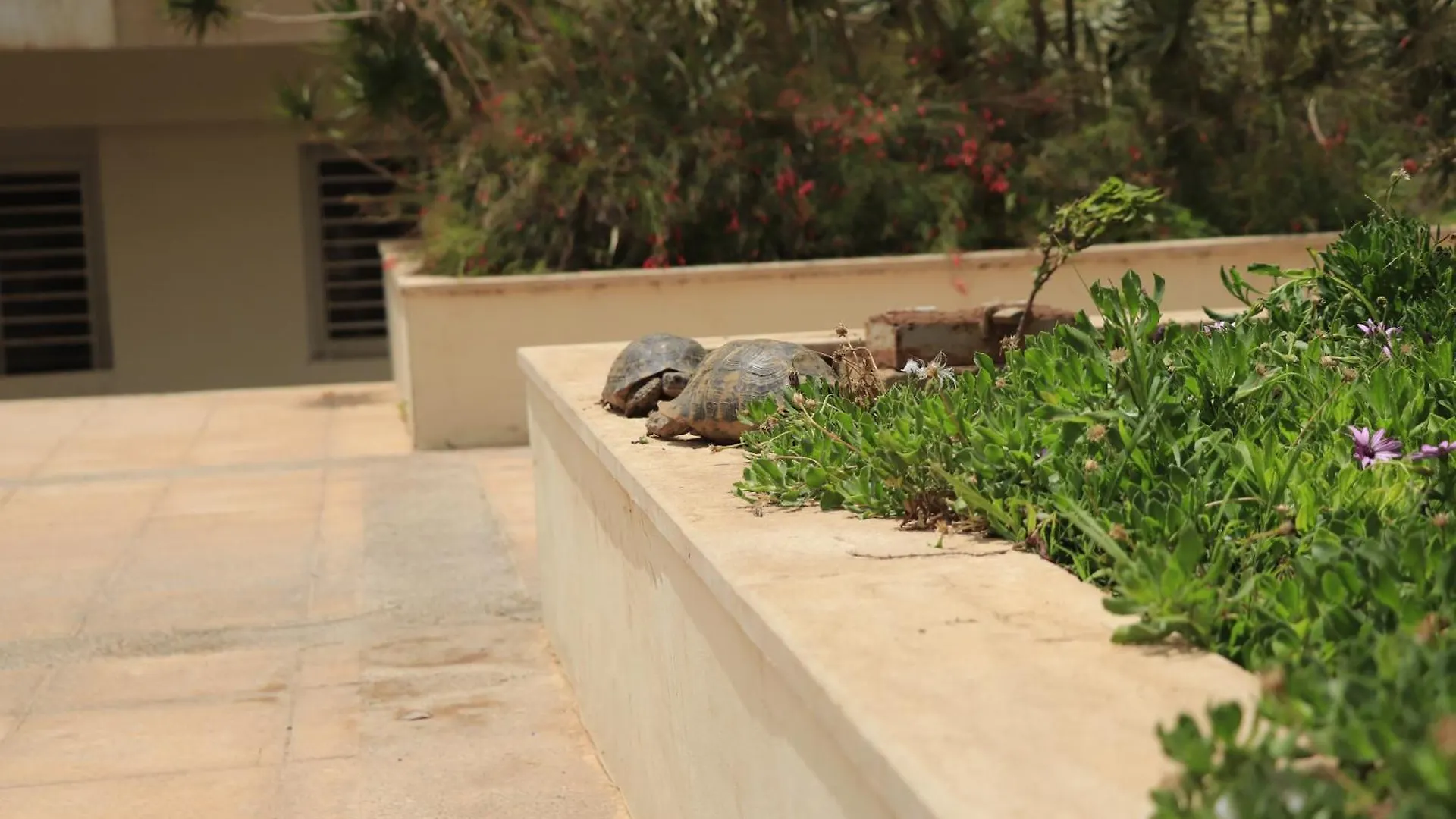 Aliya Appartement Avec Piscine Agadir Apartamento